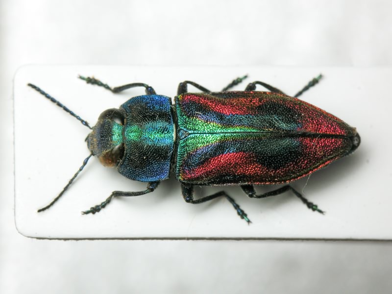 Anthaxia candens (Panzer, 1793)